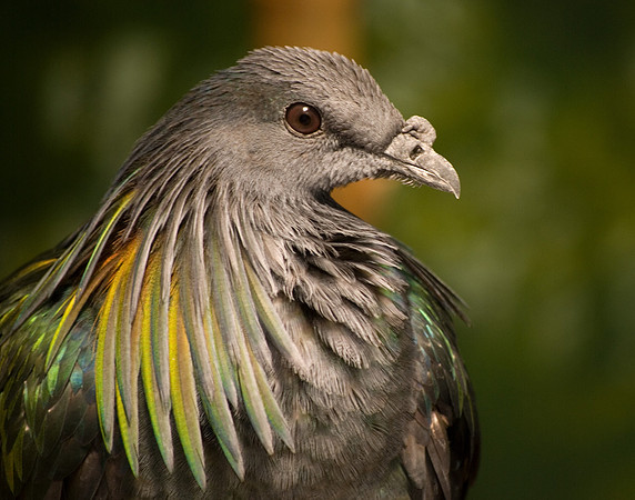 Nicobar Pigeon