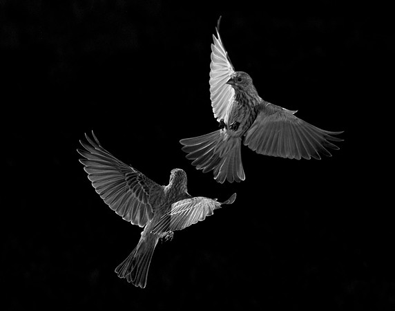 _DSC6878 merge-4