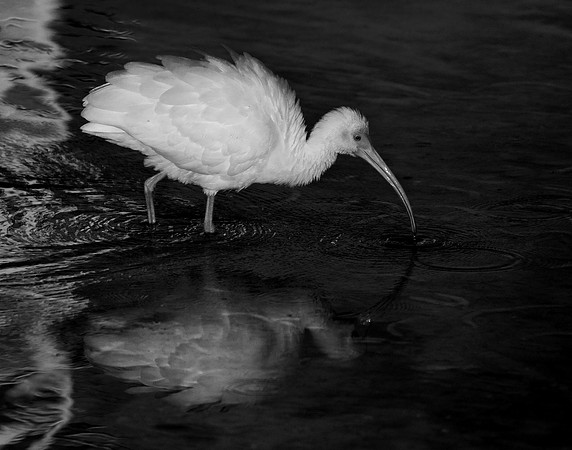 Ibis