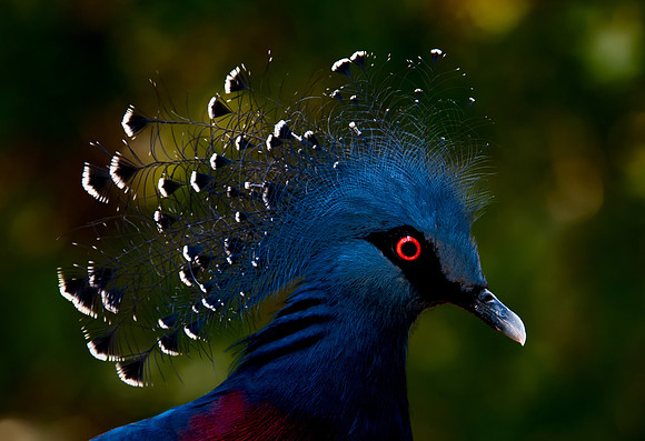 Victoria Crowned Pigeon