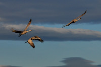 Sandhill Crane