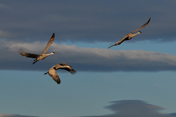 Sandhill Crane