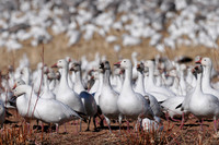Snowgeese