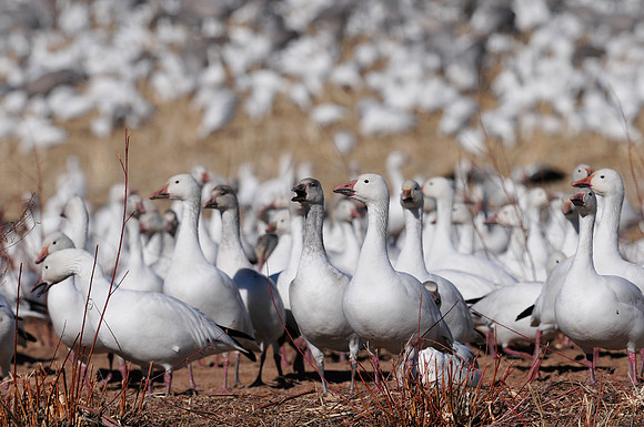 Snowgeese