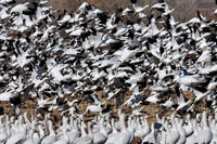 Snowgeese