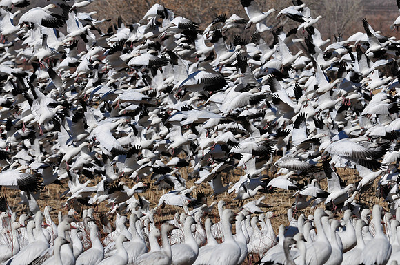 Snowgeese