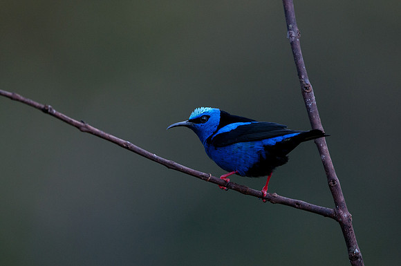 Red Legged Honeycreeper