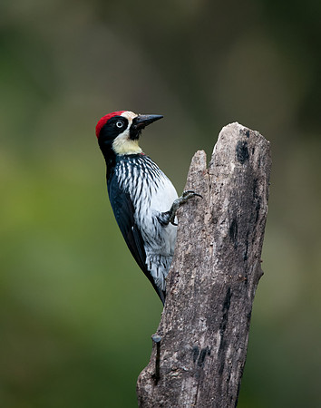 Acron Woodpecker