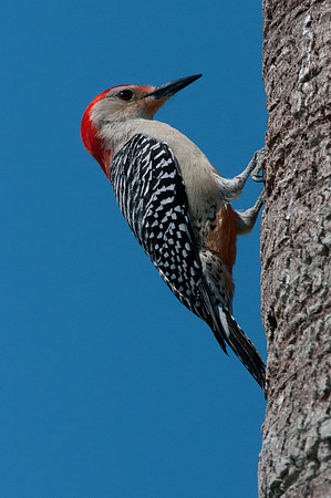Woodpecker