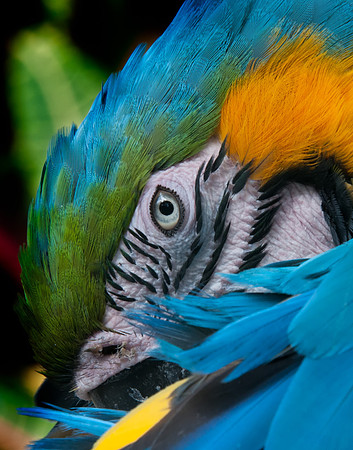 Bluegreen Parrot