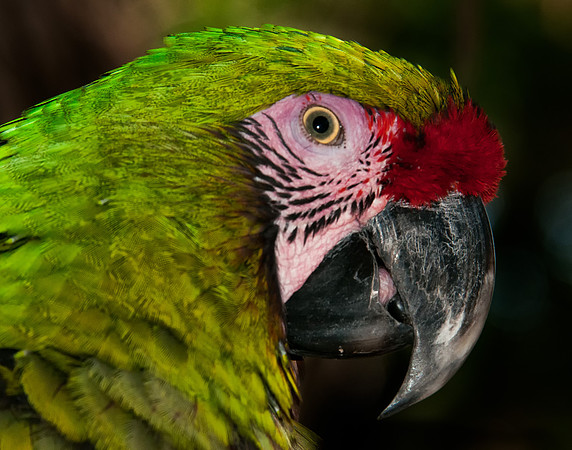 Green parrot