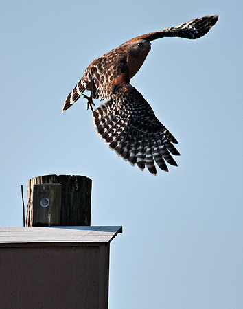Hawk