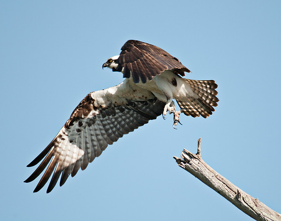 Osprey