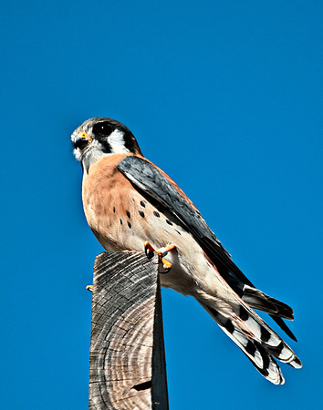 Kestrel