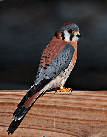 Kestrel