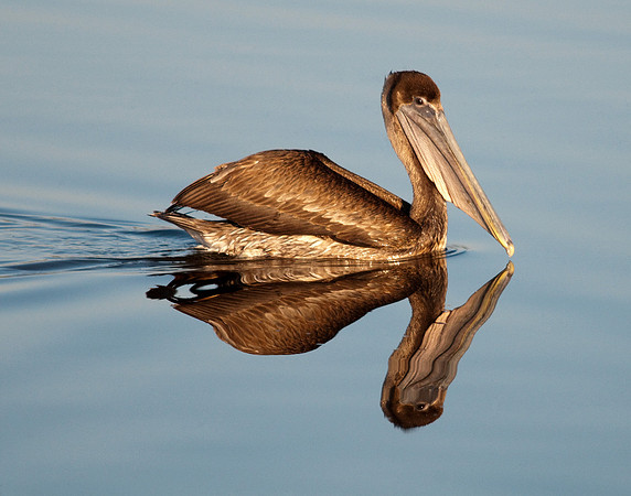 Florida Brown Pelican