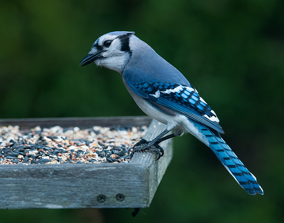 Blue Jau