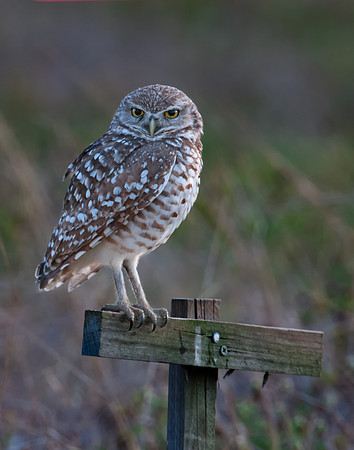 Burrowing Owl