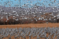Snow Geese and Cranes