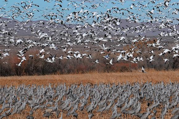 Snow Geese and Cranes
