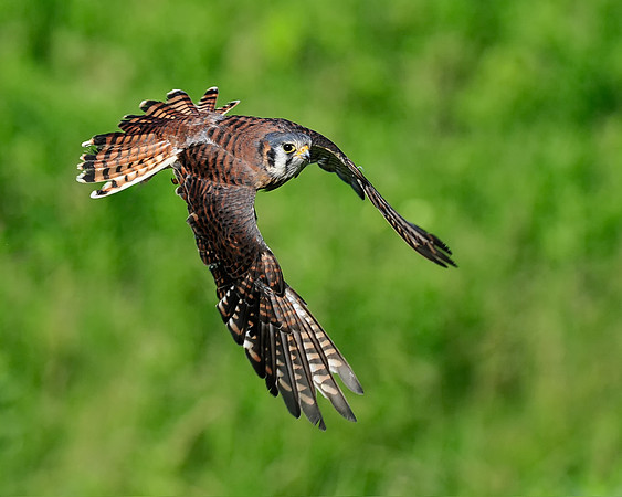 American Kestrel
