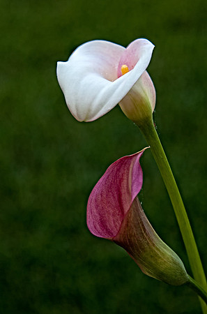 2013 All Rights Reserved