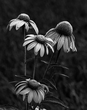 2013 All Rights Reserved