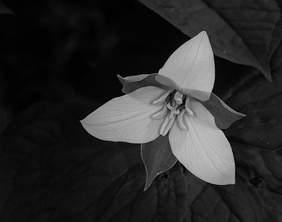 2015 All Rights Reserved
