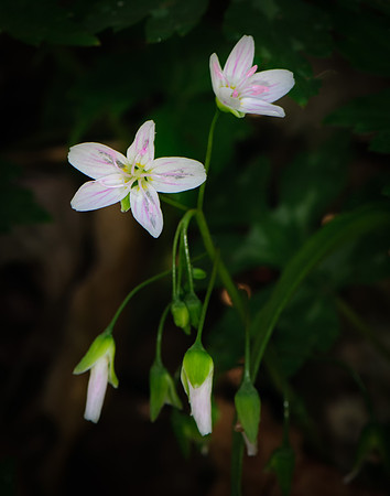 2015 All Rights Reserved