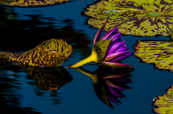 2015 All Rights Reserved