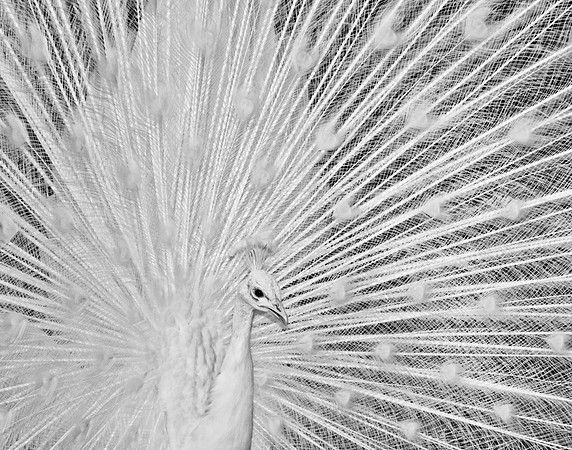 White Peafowl