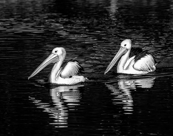 White Pelicans