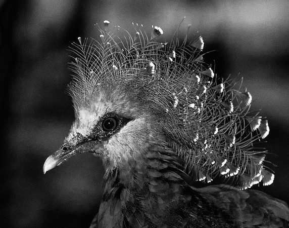 Victoria Crowned Pigeon