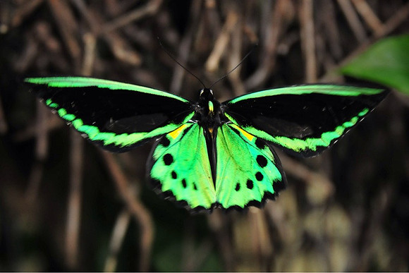 Cairns Birdwing