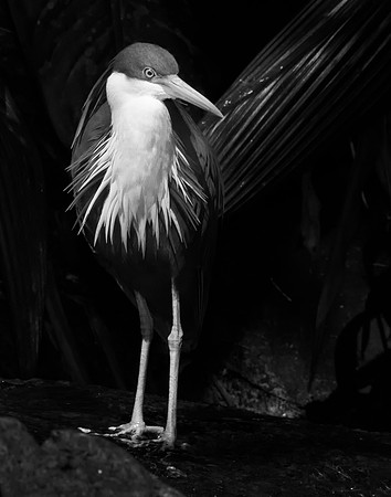 Pied Herron