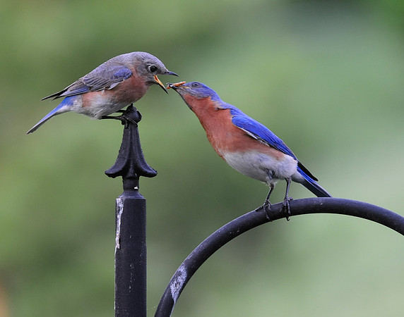 Buebirds